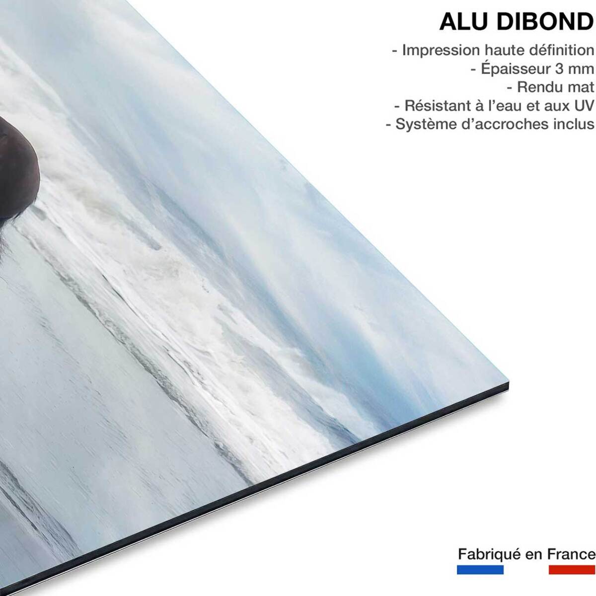 Tableau cheval mouvement du cheval  Tableau alu Dibond