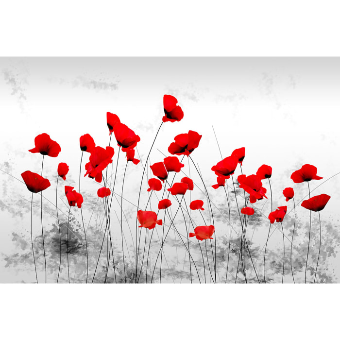 Tableau design coquelicots gris  Toile imprimée