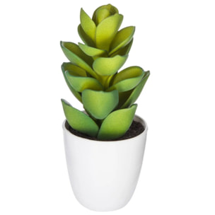 Plante succulente & cactus H18cm