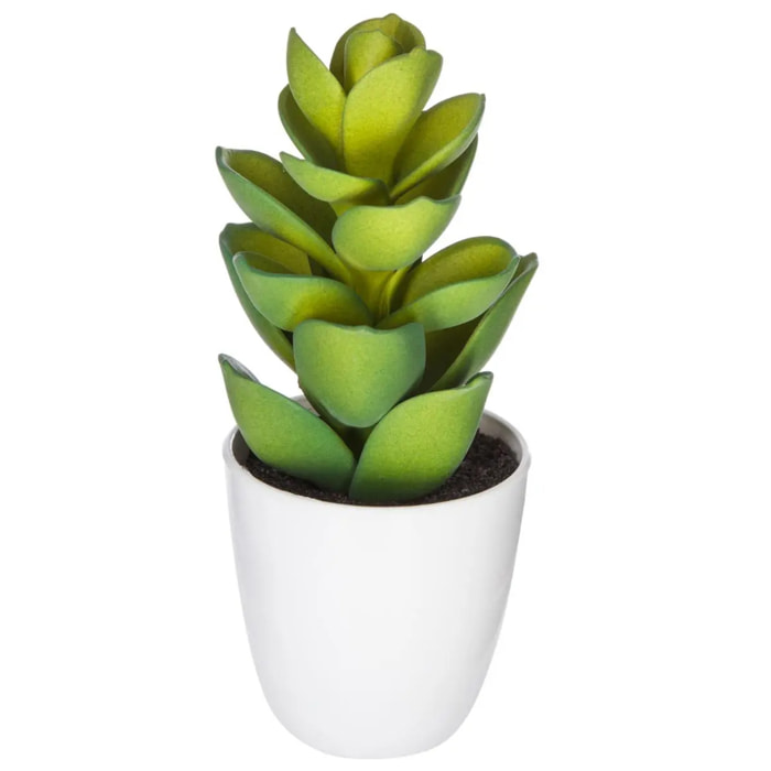 Plante succulente & cactus H18cm