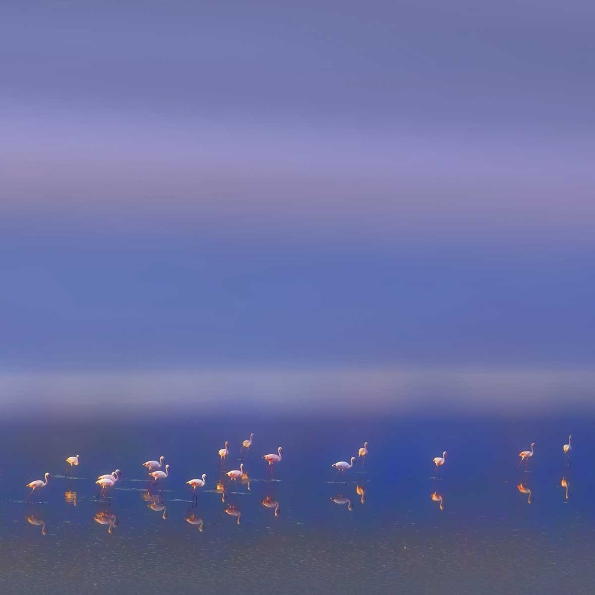 Affiche Flamants Tôt le matin Affiche + cadre en bois - Noir