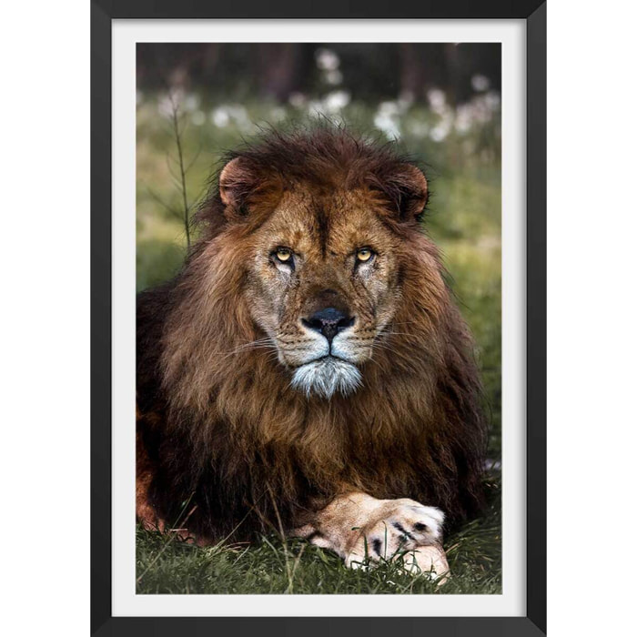 Affiche animaux pattes de lion Affiche + cadre en bois - Noir