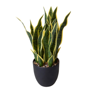 Sanseveria real touch - Pezzi 1 - Colore: Verde - Bianchi Dino