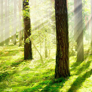 Affiche encadrée forêt lumineuse au soleil Affiche + cadre en métal - Noir
