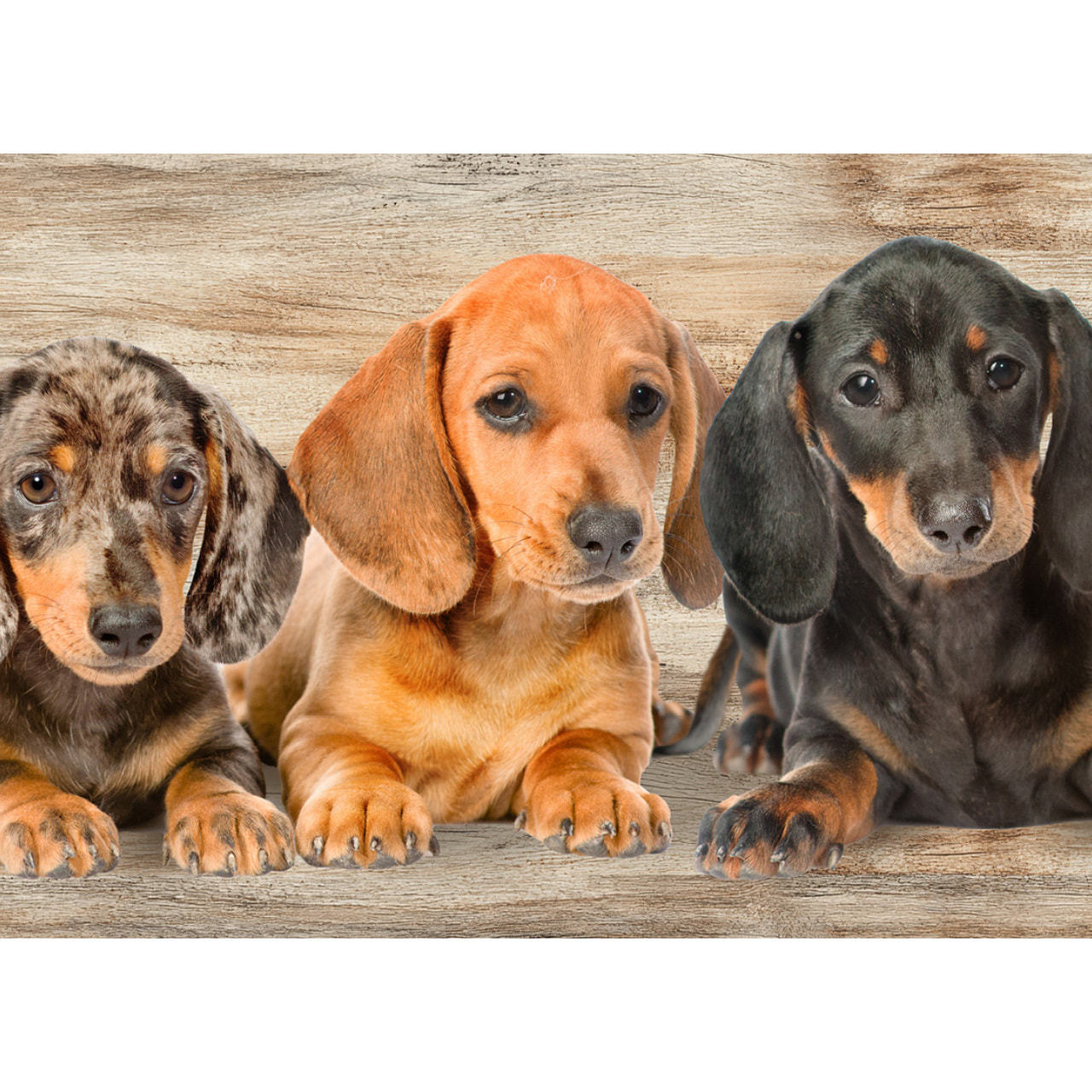 Tappeto Passatoia Corsia Cucina Ingresso Antimacchia Disegno Bassotti 2762