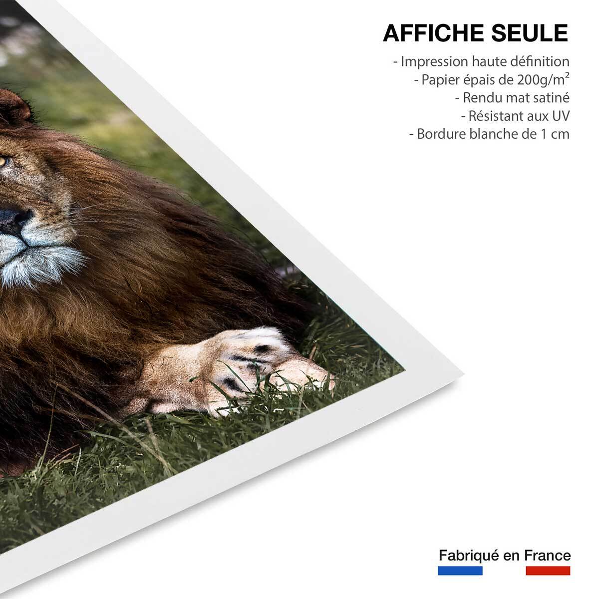 Affiche animaux pattes de lion Affiche seule