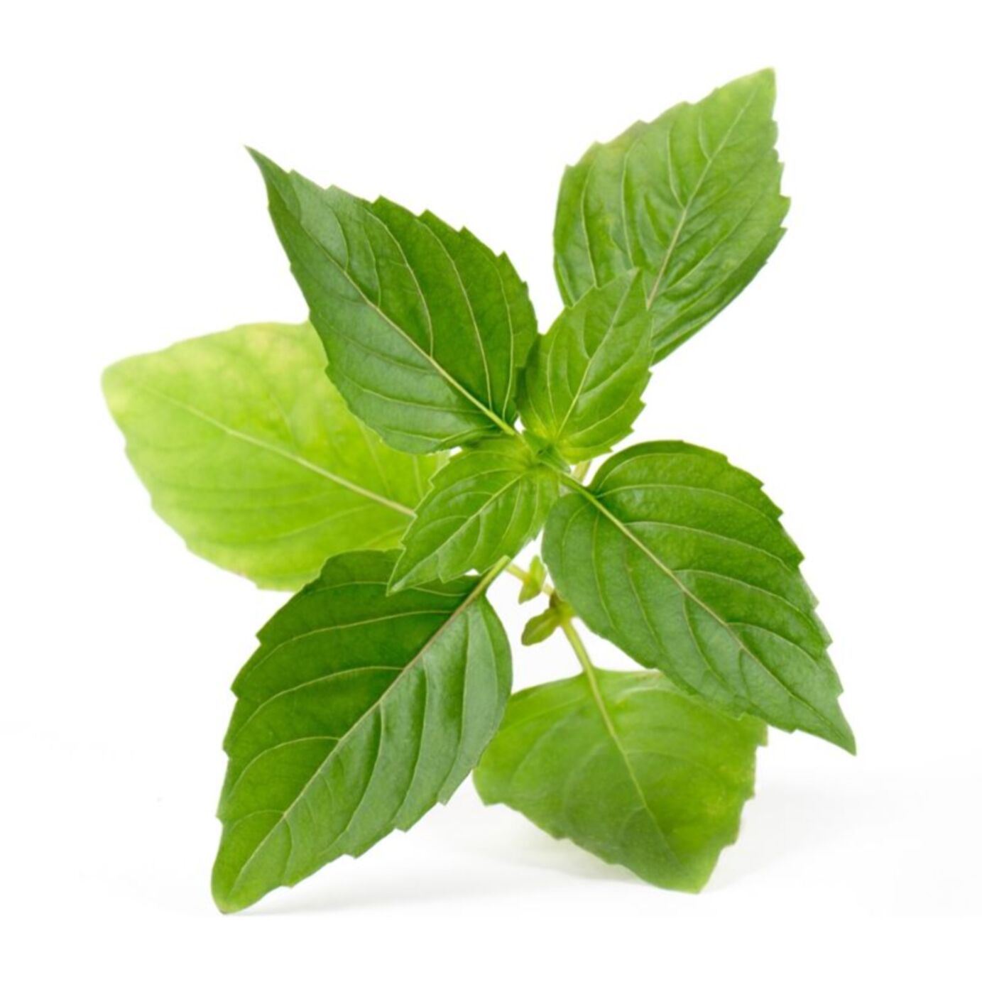 Recharge jardin d'intérieur VERITABLE Basilic Thai BIO