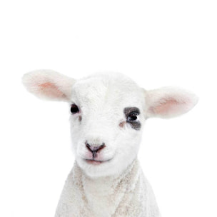 Affiche enfant bébé agneau  Affiche sous cadre bois