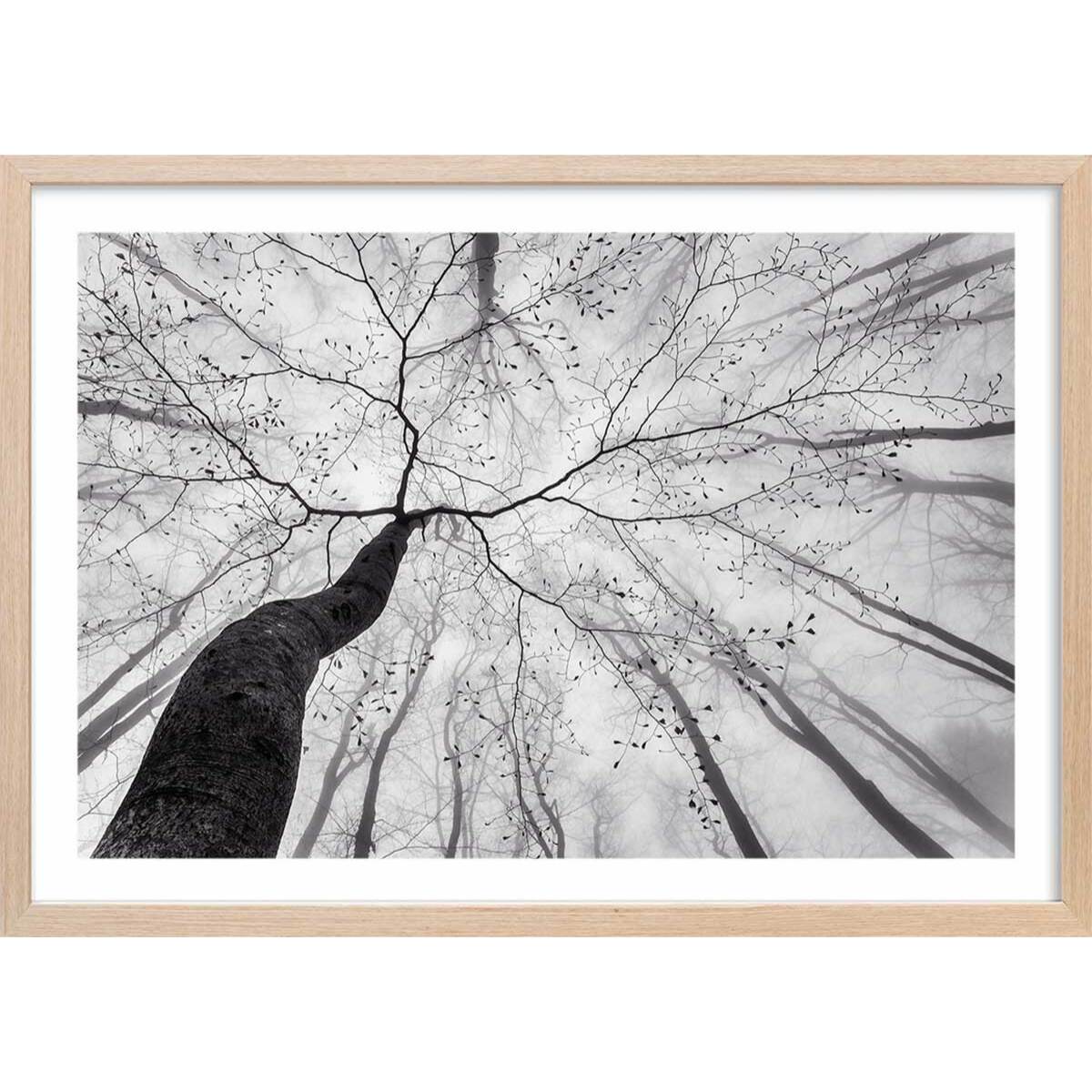 Affiche nature canopée en noir et blanc Affiche sous cadre bois