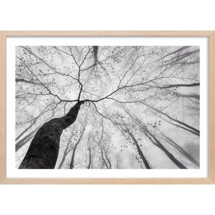 Affiche nature canopée en noir et blanc Affiche sous cadre bois