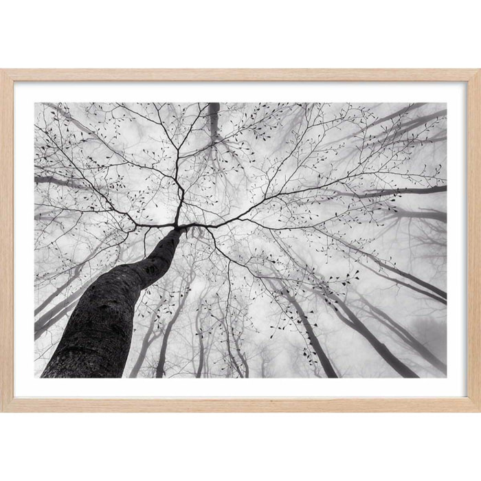 Affiche nature canopée en noir et blanc Affiche sous cadre bois