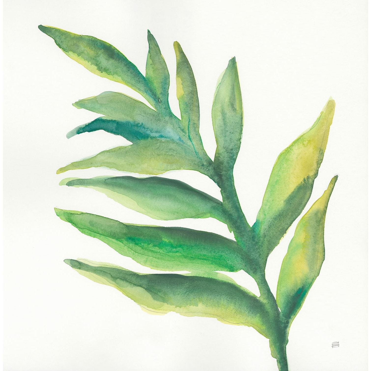 Tableau Plante aloe watercolor Toile imprimée