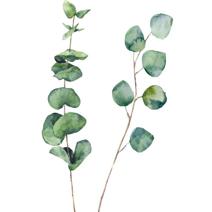 Tableau nature aquarelle feuilled' eucalyptus Tableau alu Dibond
