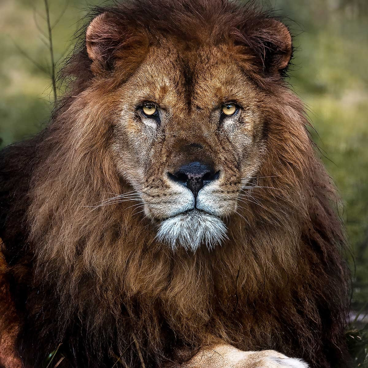 Affiche animaux pattes de lion Affiche sous cadre noir
