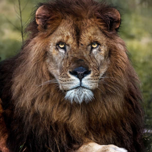 Affiche animaux pattes de lion Affiche sous cadre noir
