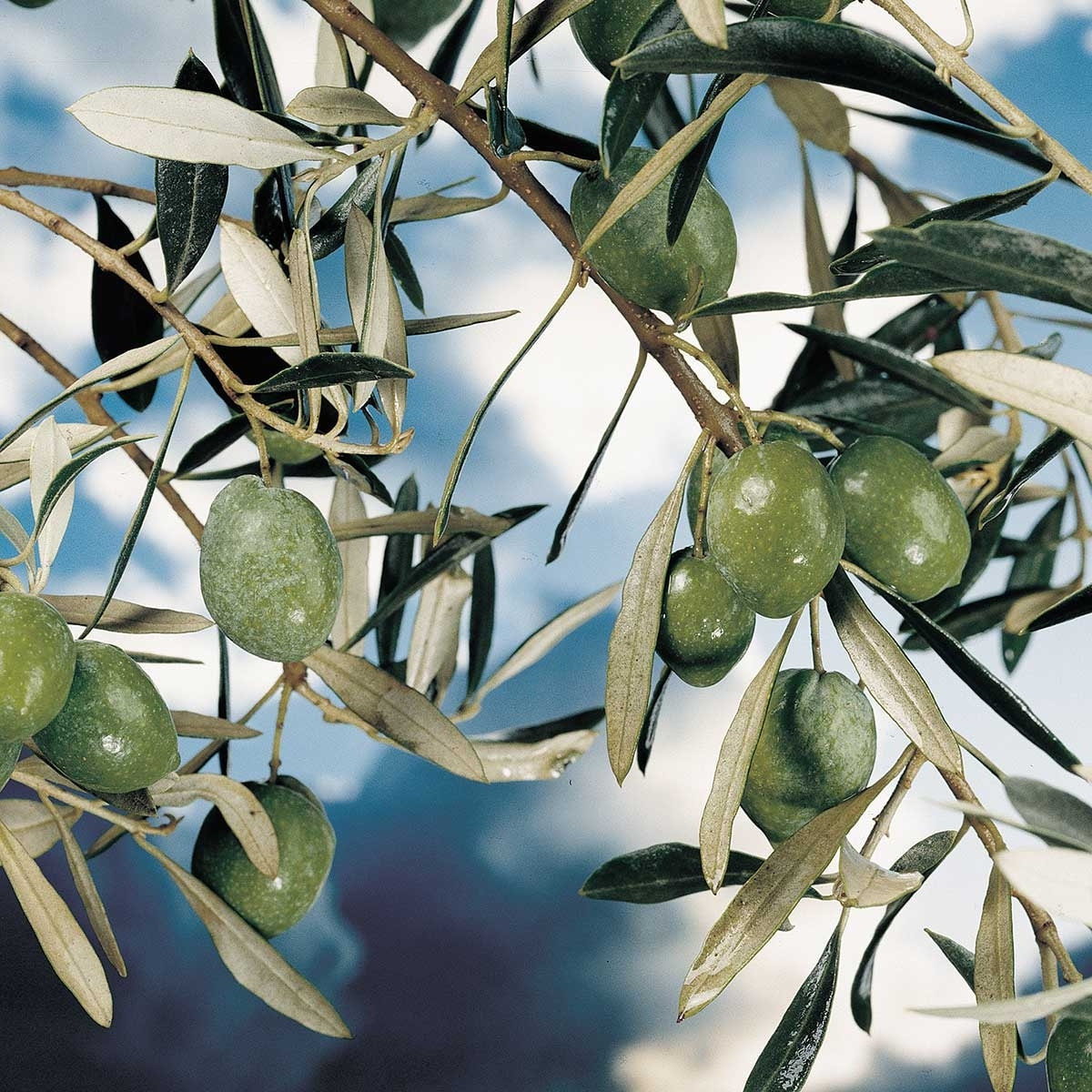 Poster kalamata, olivier grec Affiche + cadre en bois - Chêne