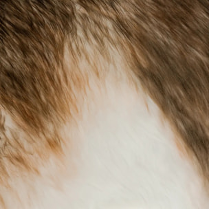 Décoration renne géant H180cm