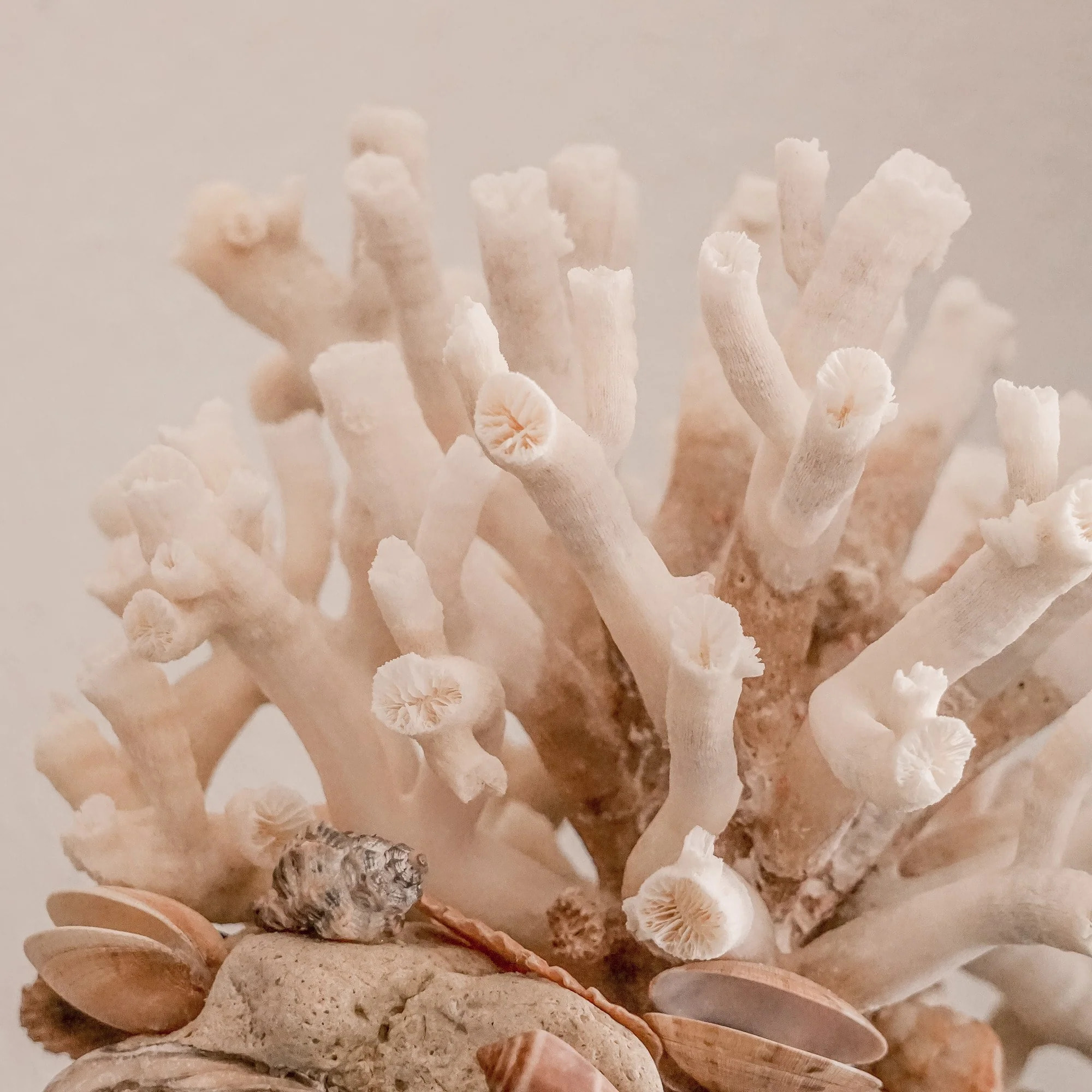 Couvre-lit d’été imprimé Estarit Coral