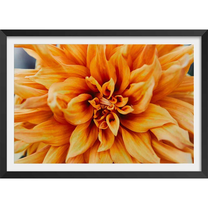 Affiche fleurs coeur de chrysanthème Affiche + cadre en bois - Noir