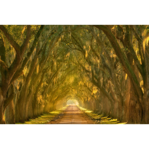 Tableau Allee enchanteresse Tableau plexiglas