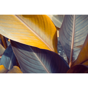 Tableau palm leaves y Tableau alu Dibond