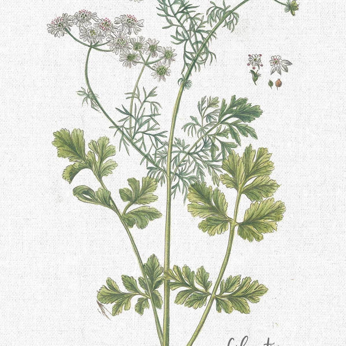 Affiche fleurs Coriandre dessinée Affiche sous cadre noir