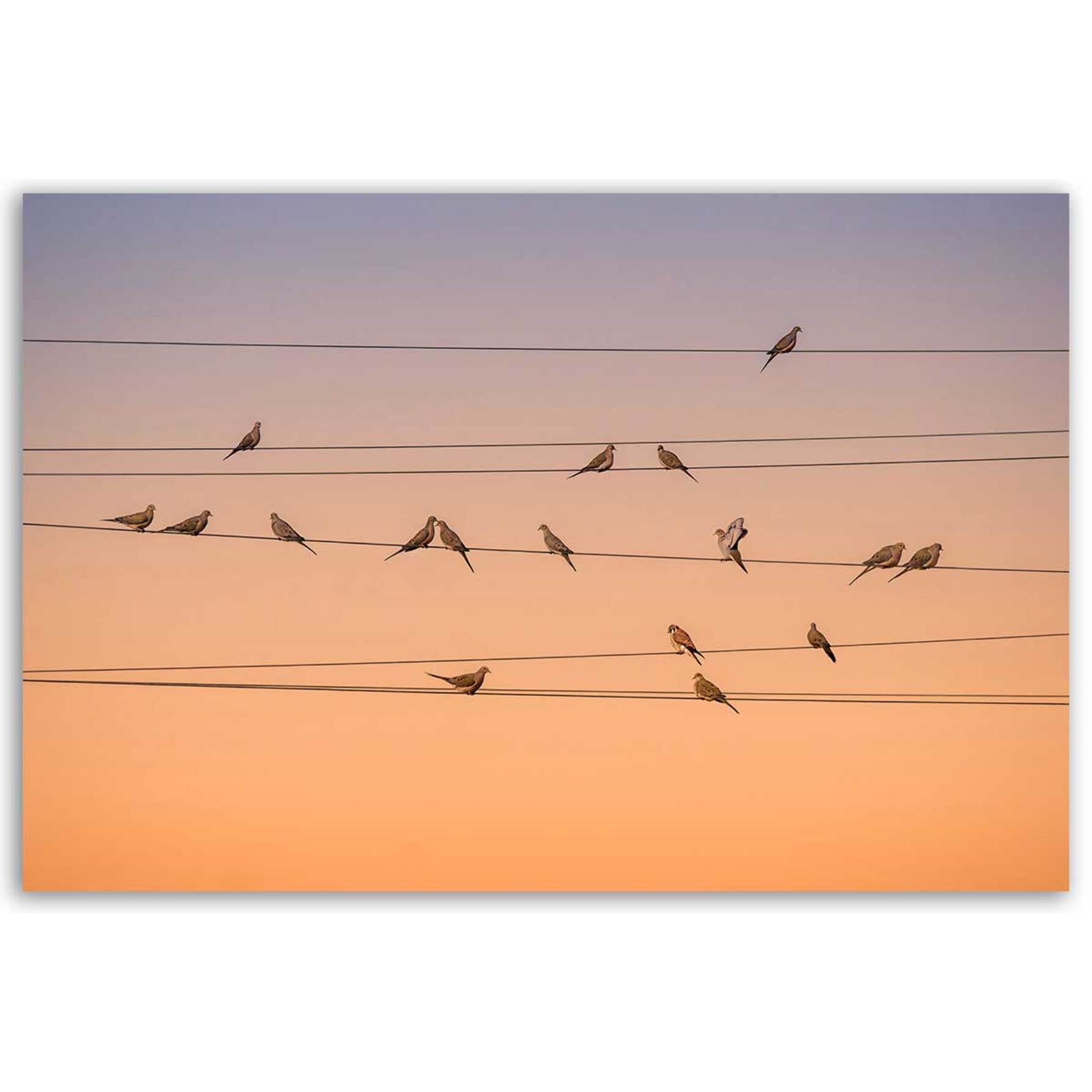 Tableau oiseaux Music of Light Tableau alu Dibond
