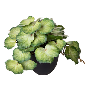 Heuchera In Vaso 20 Cm - Pezzi 3 - 10X20X10cm - Colore: Verde - Bianchi Dino - Piante Artificiali