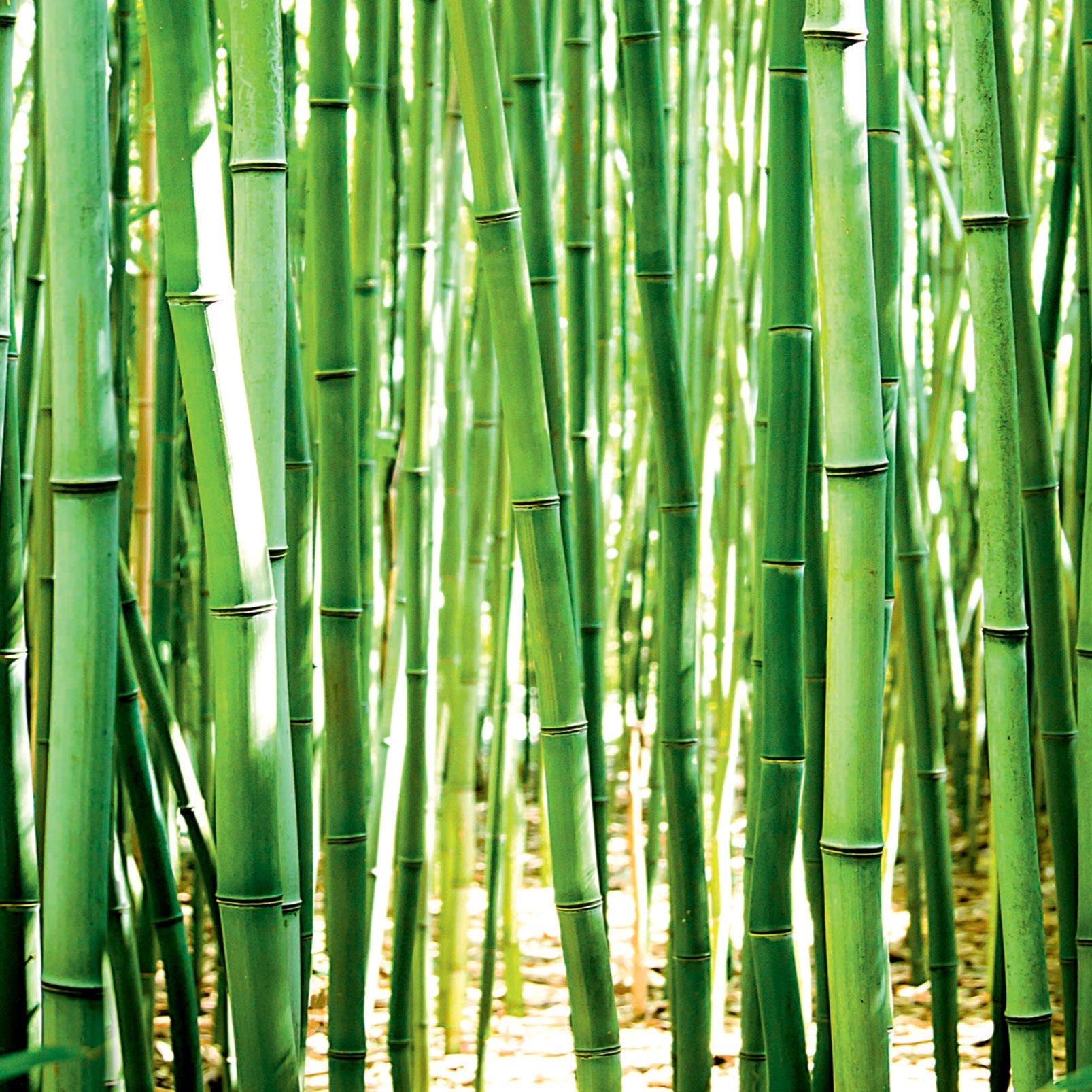 Papier peint intissé les bambous Vert