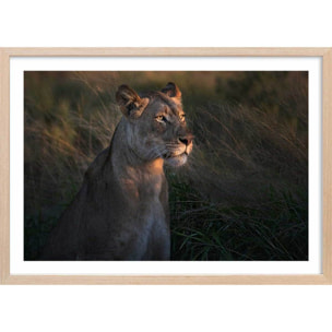 Affiche Lionne au crepuscule... Affiche + cadre en bois - Chêne
