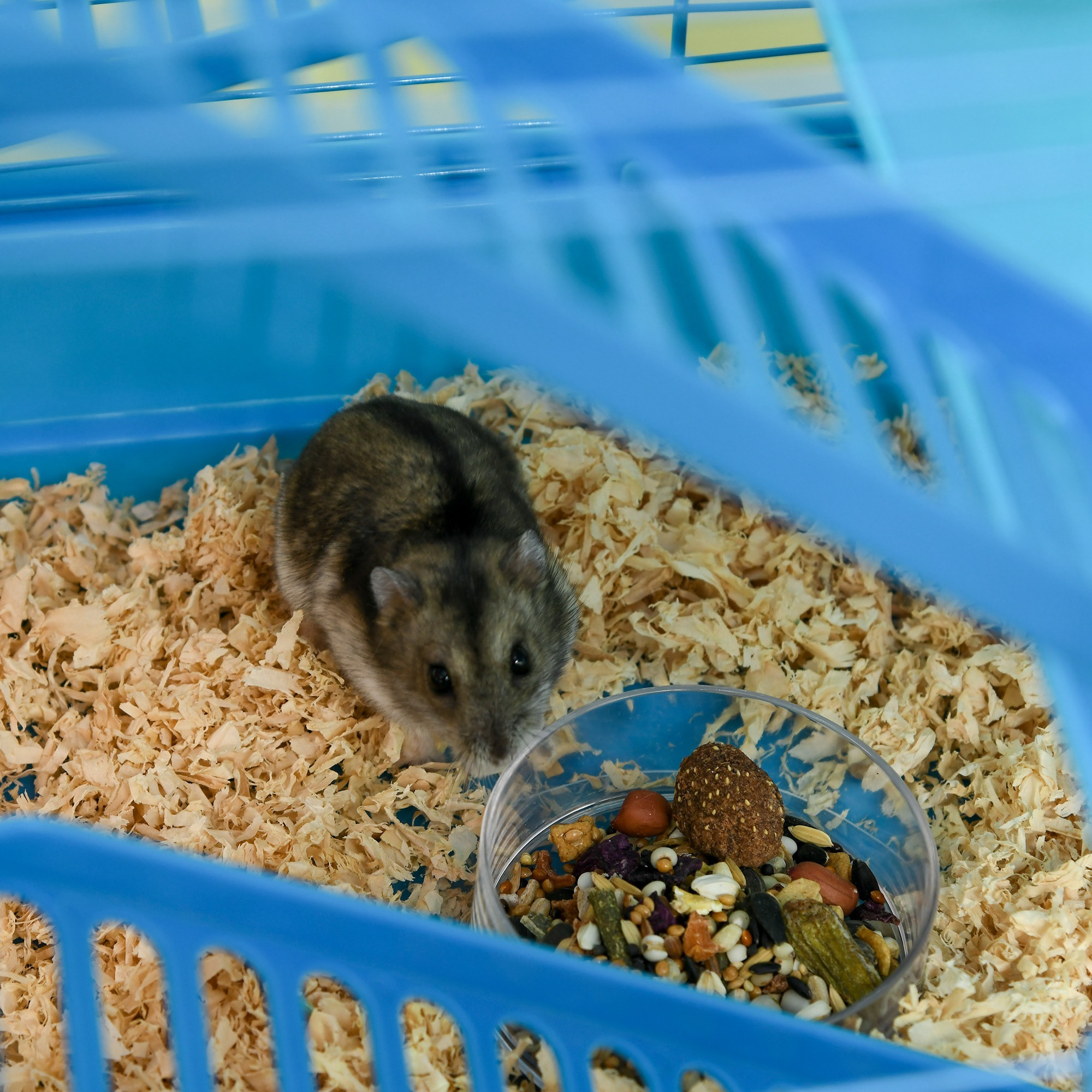 Cage pour hamster souris petits animaux rongeur avec tunnel mangeoire roue jouet 47 x 30 x 59 cm cm bleu