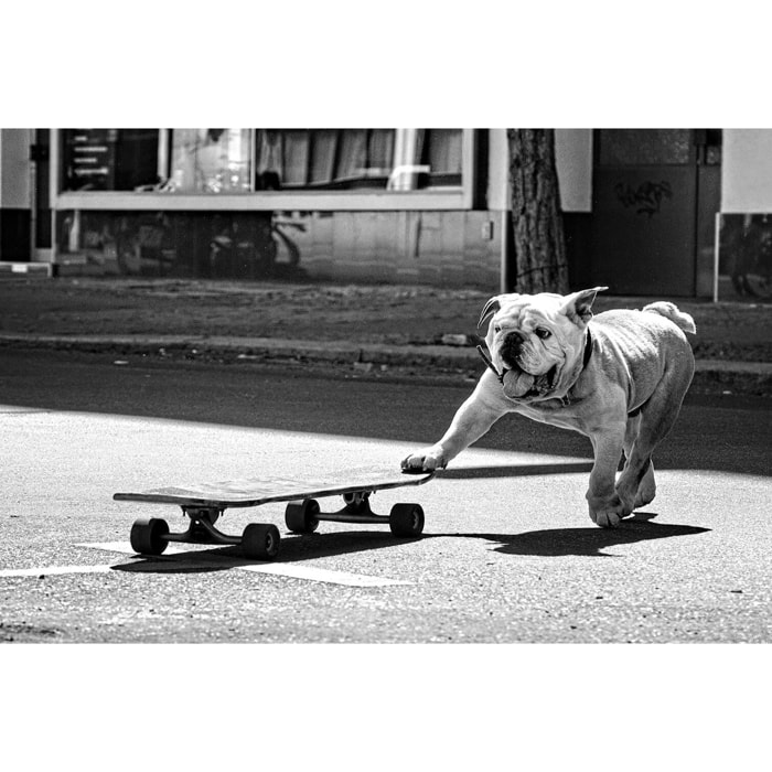 Tableau animaux skate dog  Tableau alu Dibond