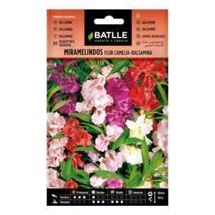 Semillas de Miramelindos flor Camelia Balsamia Batlle