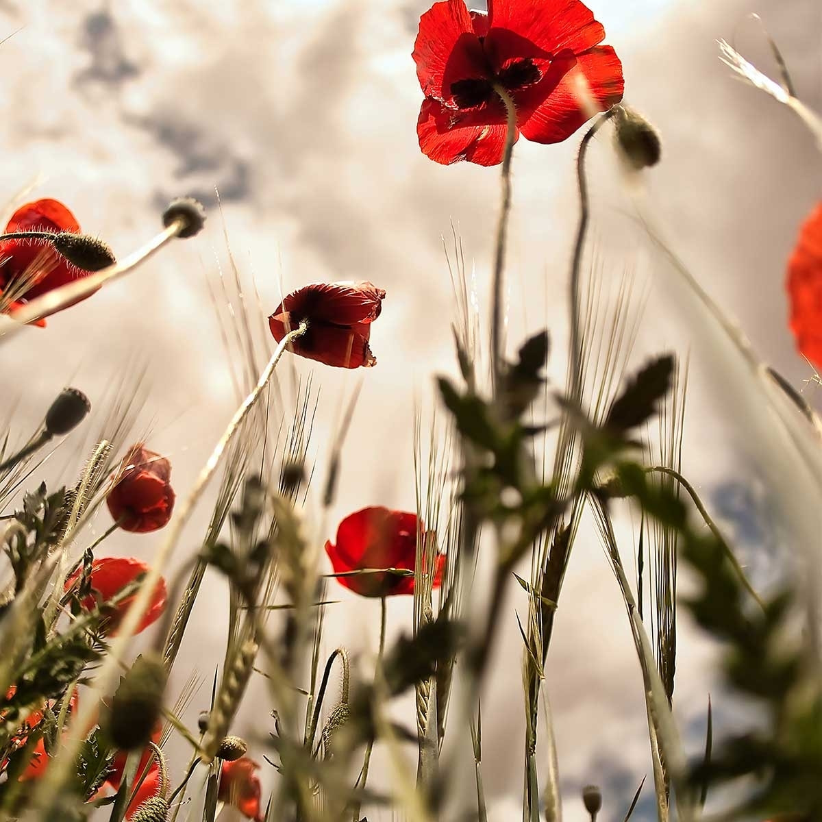 Tableau coquelicots décoration murale moderne Toile imprimée