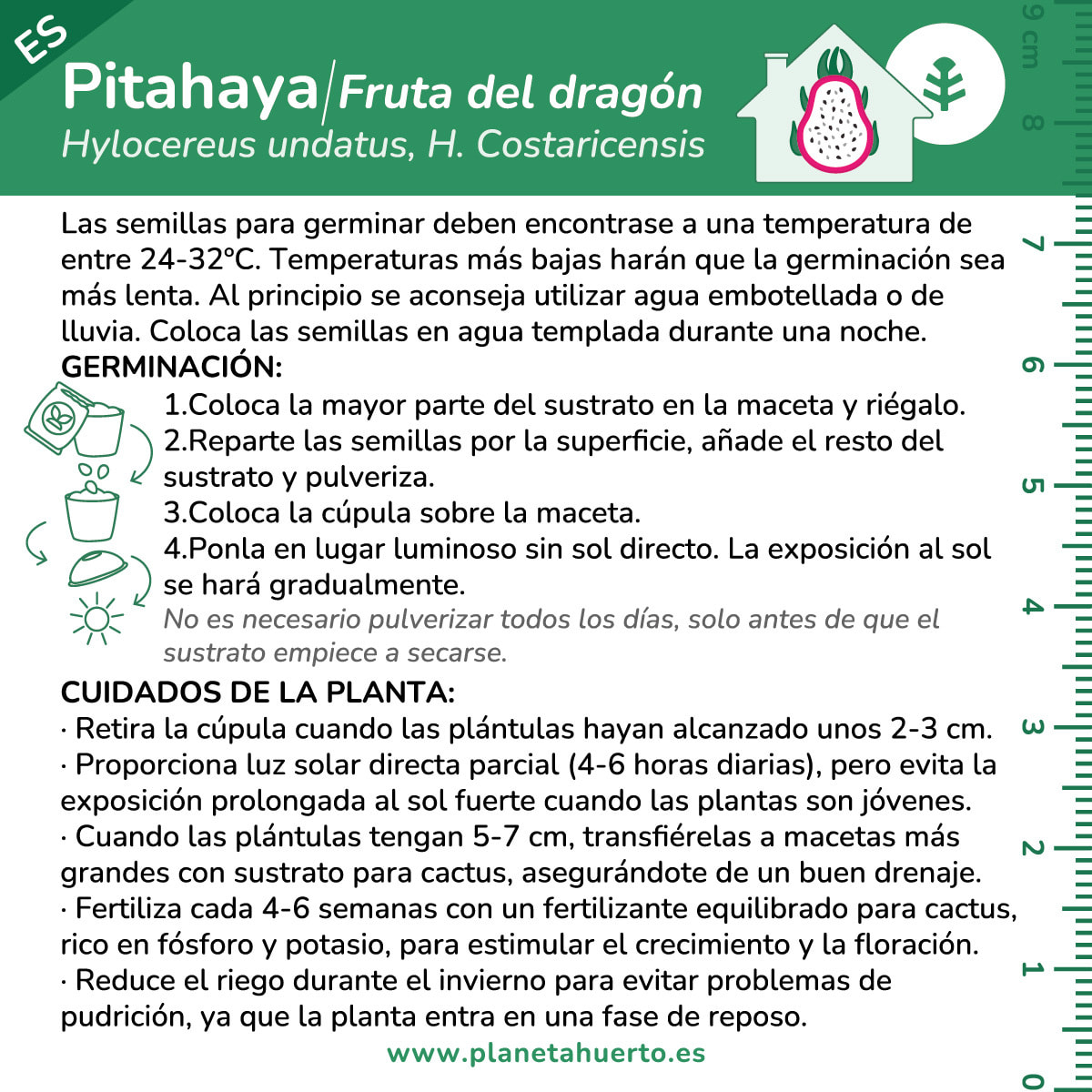 Kit de autocultivo Pitahaya Fruta dragón Planeta Huerto