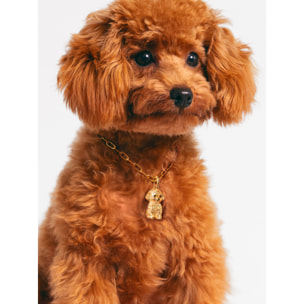 Charm Caniche Toy Baño Oro