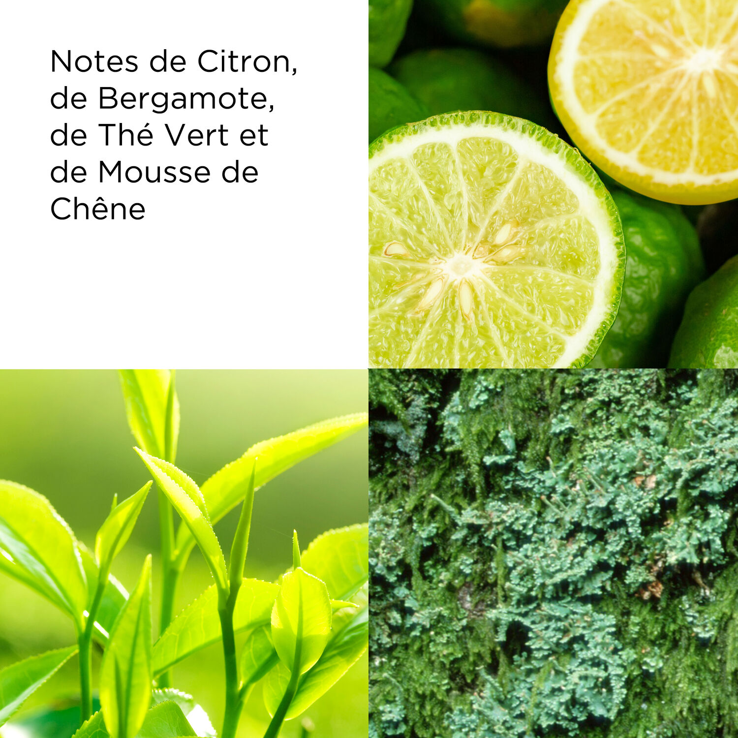 Green Tea - Lotion Rafraîchissante