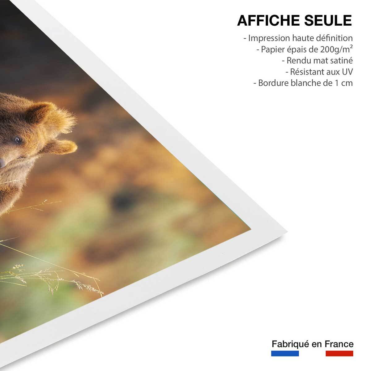 Affiche portrait d'ours Affiche seule