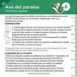 Kit de autocultivo Ave del paraíso Planeta Huerto