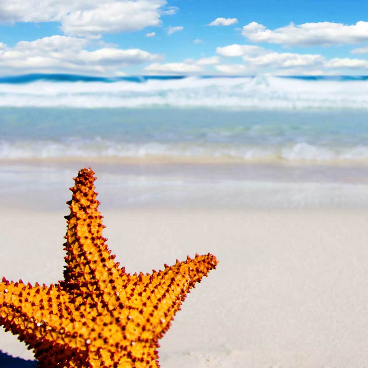 Affiche encadrée étoile de mer sur plage Affiche + cadre en métal - Noir