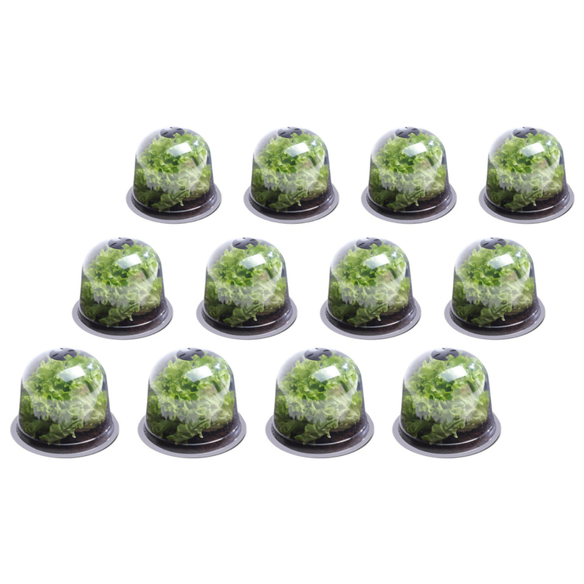 Cloches à salade - lot de 12