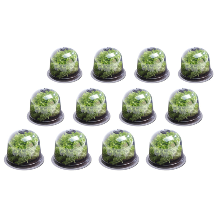Cloches à salade - lot de 12