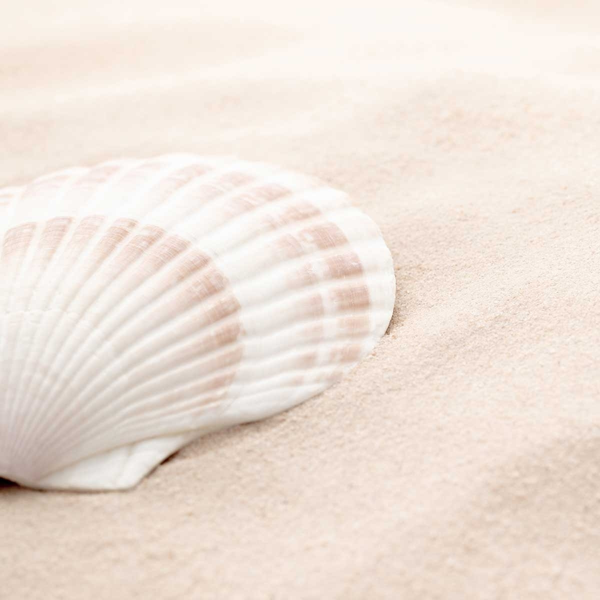 Poster coquillage Affiche sous cadre noir