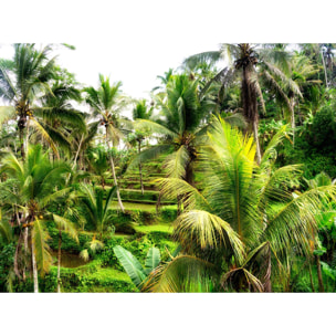 Papier peint panoramique exotique paysage de riziere Intissé