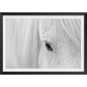 Poster cheval blanc d' islande Affiche + cadre en bois - Noir