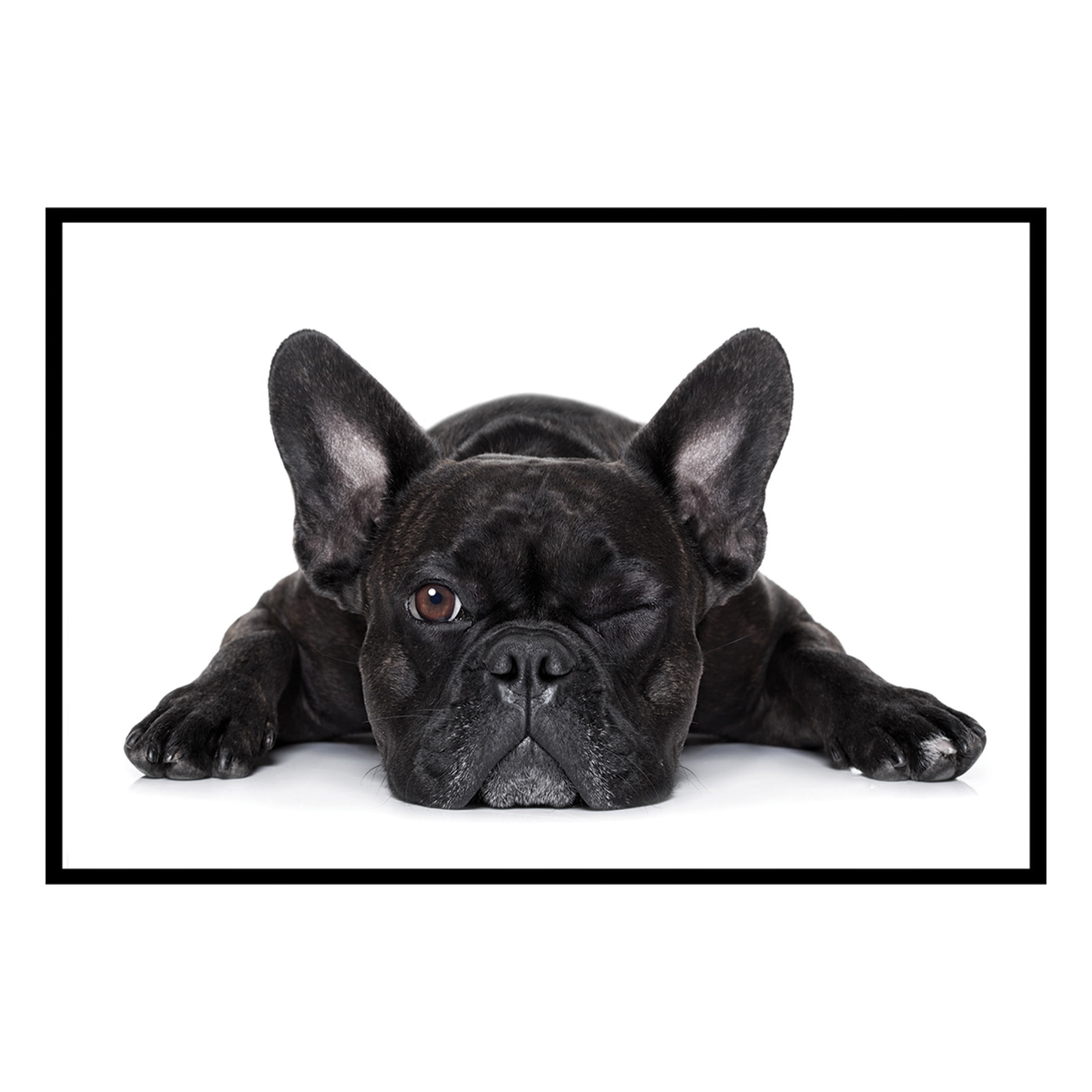 Affiche encadrée bouledogue français noir Affiche + cadre en métal - Noir
