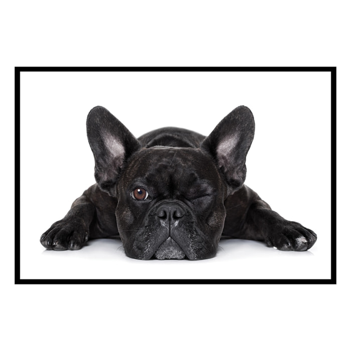 Affiche encadrée bouledogue français noir Affiche + cadre en métal - Noir