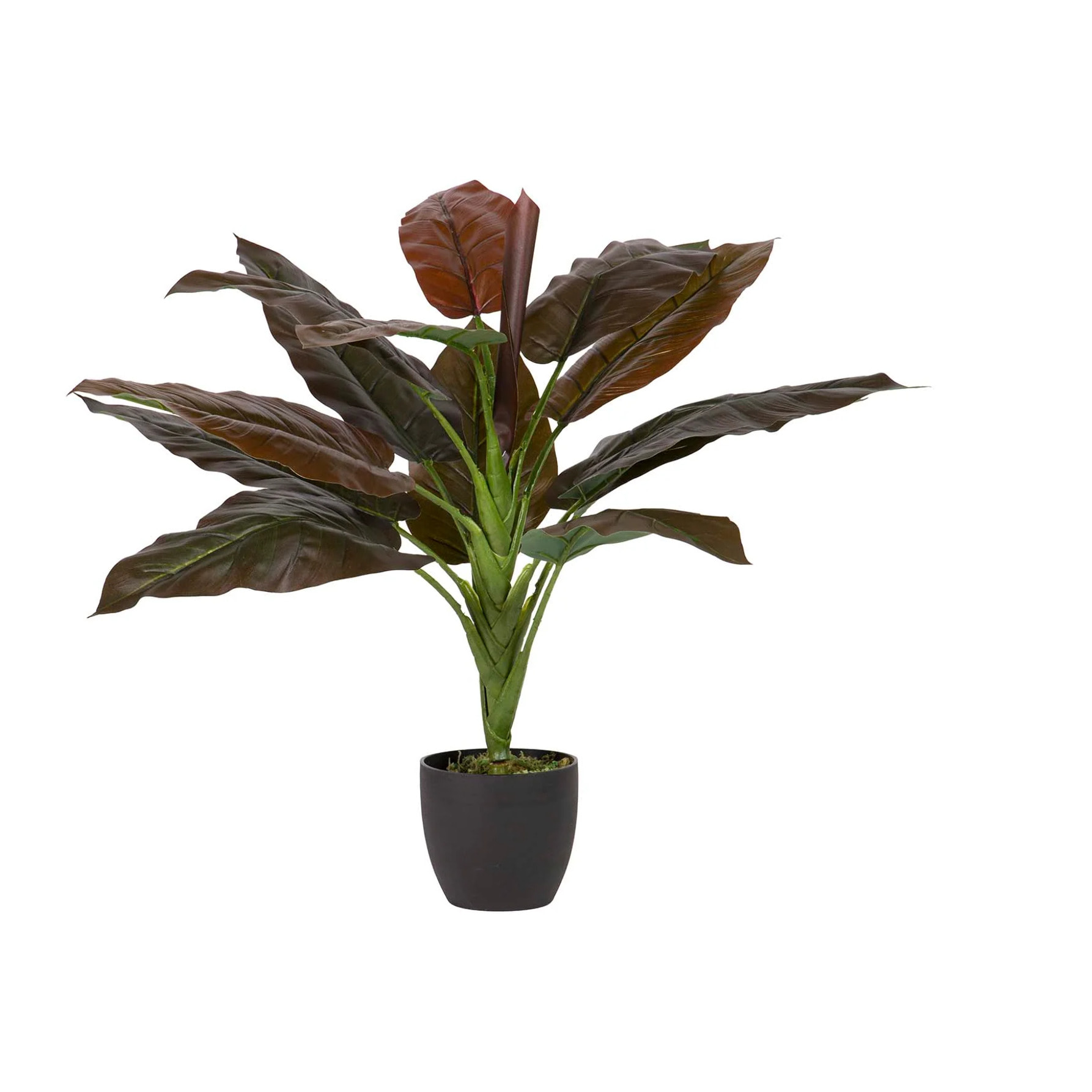 Planta Cordyline Con Maceta 55x55x75 Cm