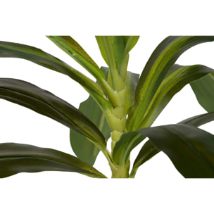 Planta Dracaena Fragrans Con Maceta 55x55x55 Cm