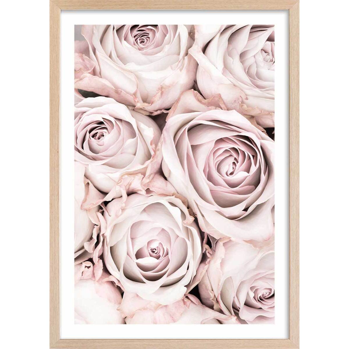 Affiche  rosa alba Affiche + cadre en bois - Chêne